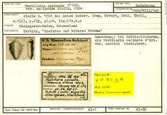 Karteikarte zum Holotyp von Textilaria carinata antipodum Stache, 1864